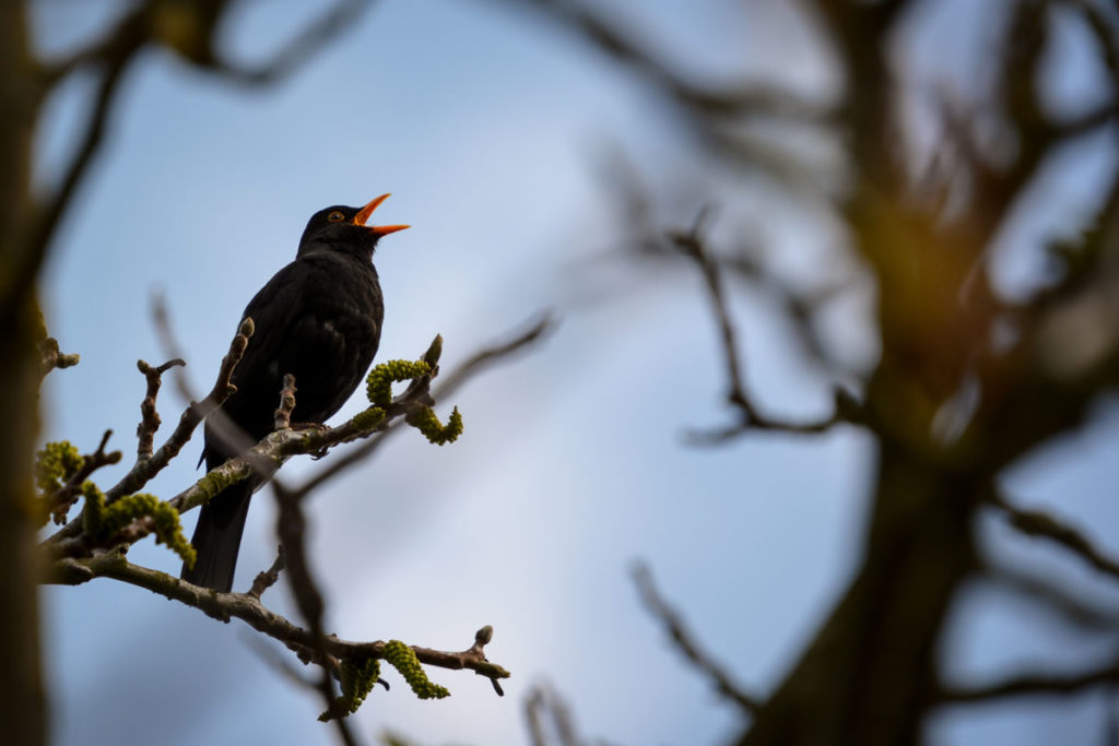 Amsel © Marcel Gluschak