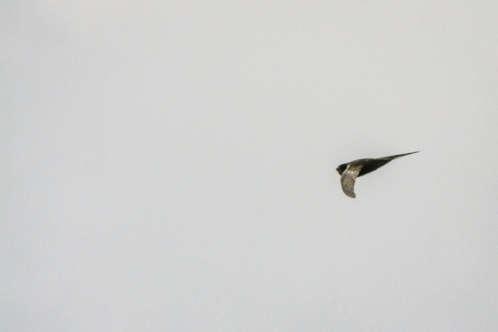 Mauersegler wechseln gerne zwischen Segelflug und wilden Kapriolen © Marcel Gluschak