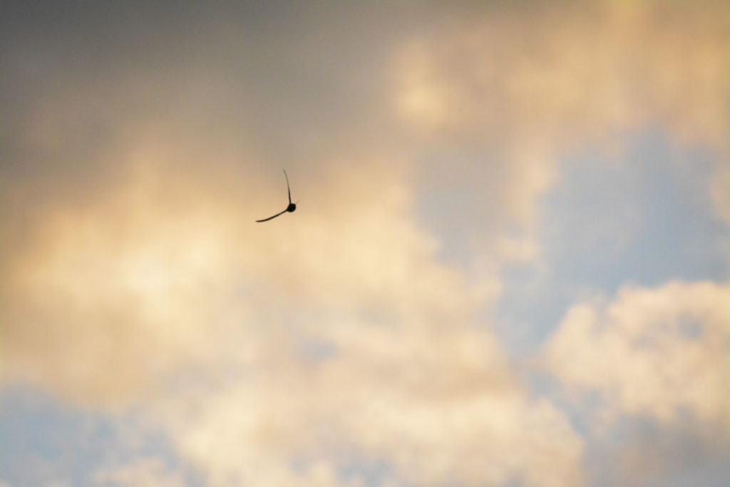 Mauersegler verbringen fast ihr gesamtes Leben im permanten Flug und vollziehen sogar ihre Paarung ohne Bodenkontakt. © Marcel Gluschak