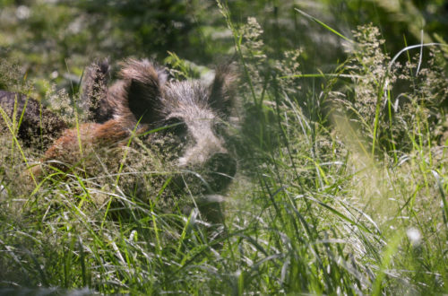 Ein Wildschein im Gras © Marcel Gluschak