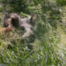 Ein Wildschein im Gras © Marcel Gluschak