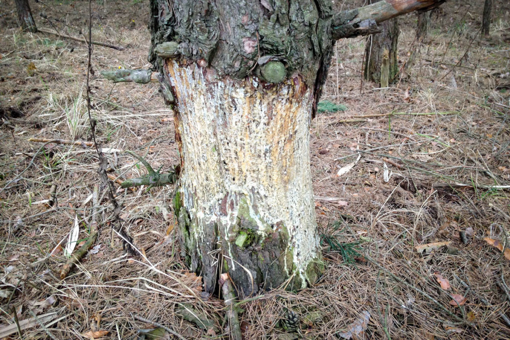 Ein Baumstamm mit viel Harz, den wahrscheinlich Wildschweine bearbeitet haben © Marcel Gluschak