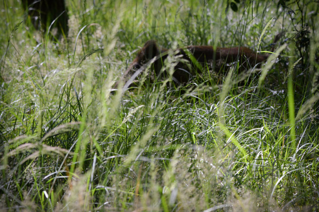 Ein junges Wildschwein im Gras © Marcel Gluschak