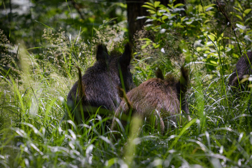 Flüchtende Wildschweine © Marcel Gluschak Flüchtende Wildschweine © Marcel Gluschak