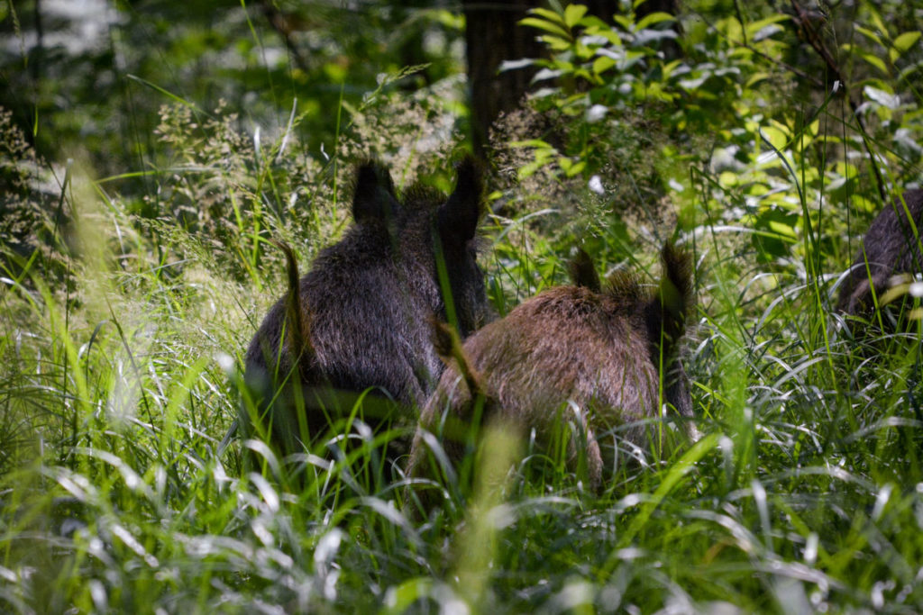 Flüchtende Wildschweine © Marcel Gluschak