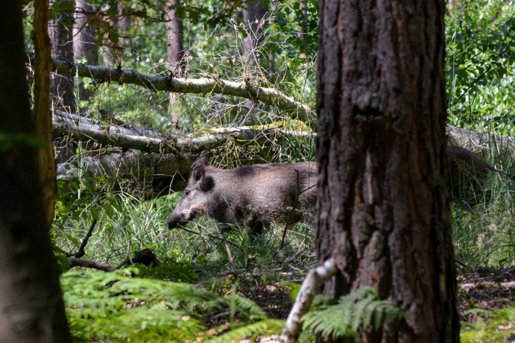 Wildschweine im Sommerfell © Marcel Gluschak