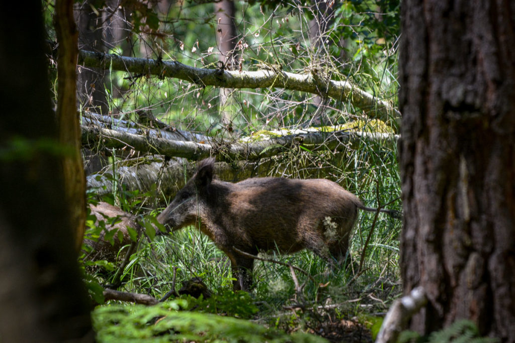 Ein Wildschwein im Sommerfell © Marcel Gluschak