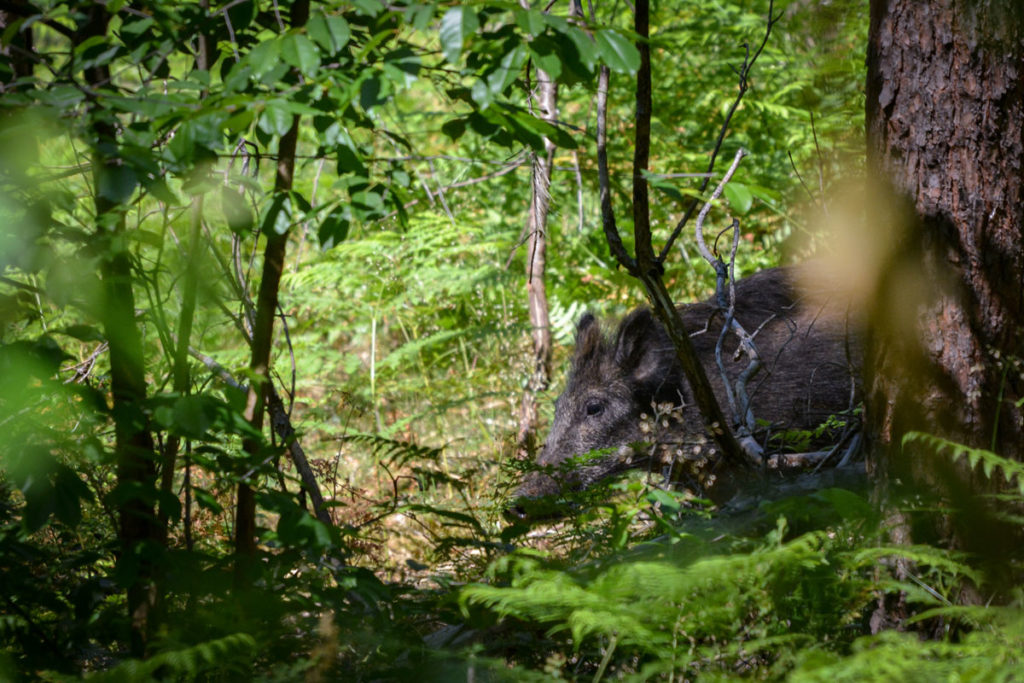 Ein junges Wildschwein hinter einem Baumstamm © Marcel Gluschak