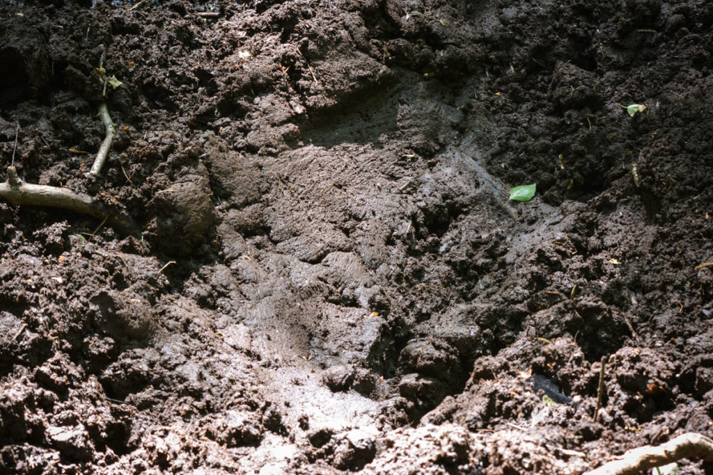 Körperabdruck mit Fellstruktur eines Wildschweins im Schlamm © Marcel Gluschak