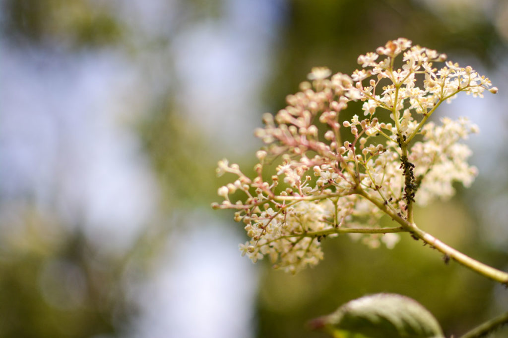 Holunderblüten von Blattläusen befallen.