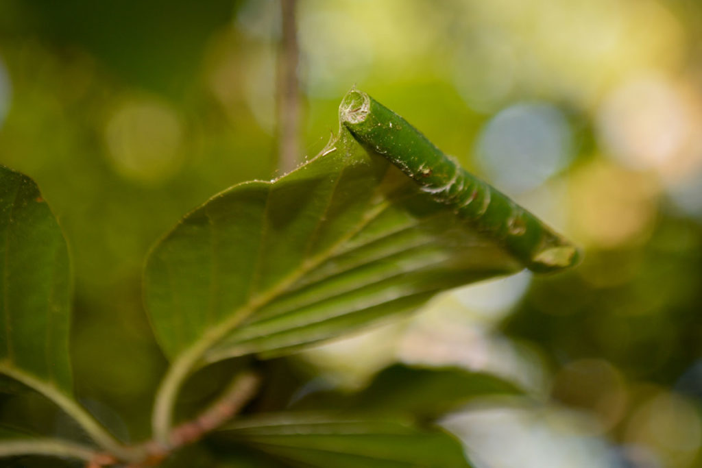 Eingerolltes Blatt - Heimat von Raupen © Marcel Gluschak