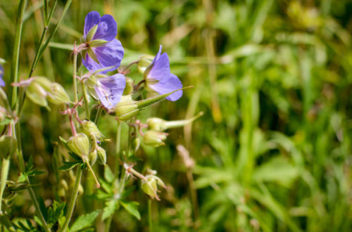 Wiesen-Storchschnabel © Marcel Gluschak