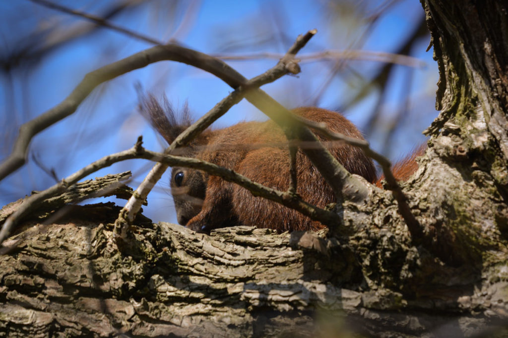 Eichhörnchen auf einer Astgabel © Marcel Gluschak