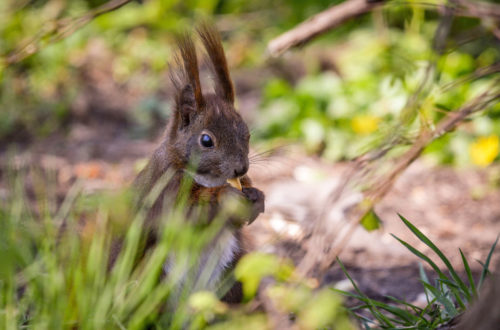 Knabberndes Eichhörnchen © Marcel Gluschak