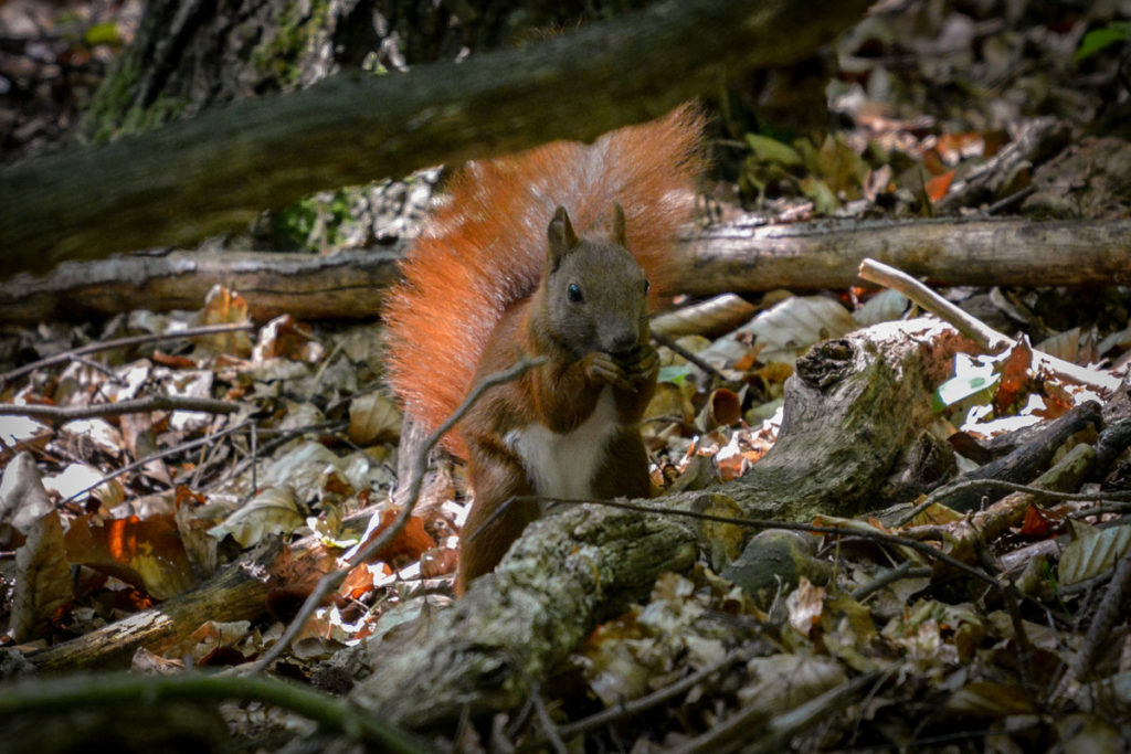 Eichhörnchen beim Knabbern einer Nuss © Marcel Gluschak