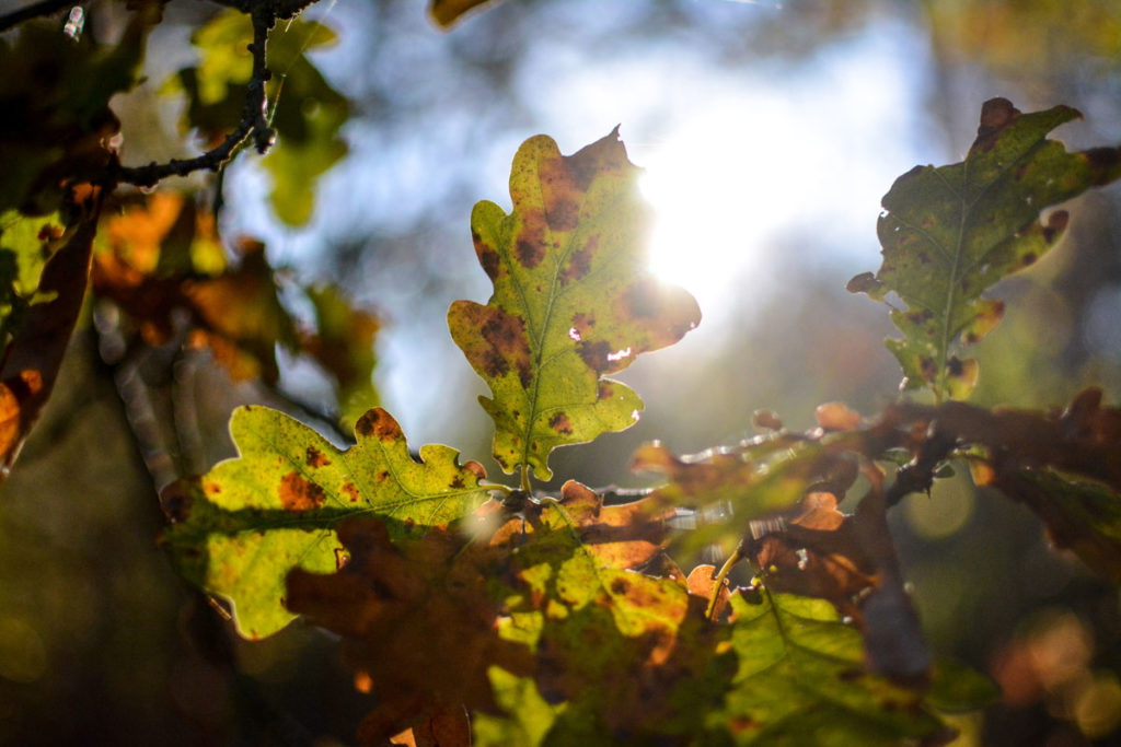 Eichenblätter im Herbst © Marcel Gluschak