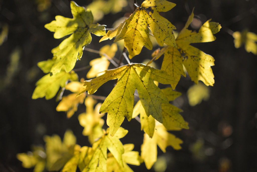 Feldahorn im Herbst © Marcel Gluschak