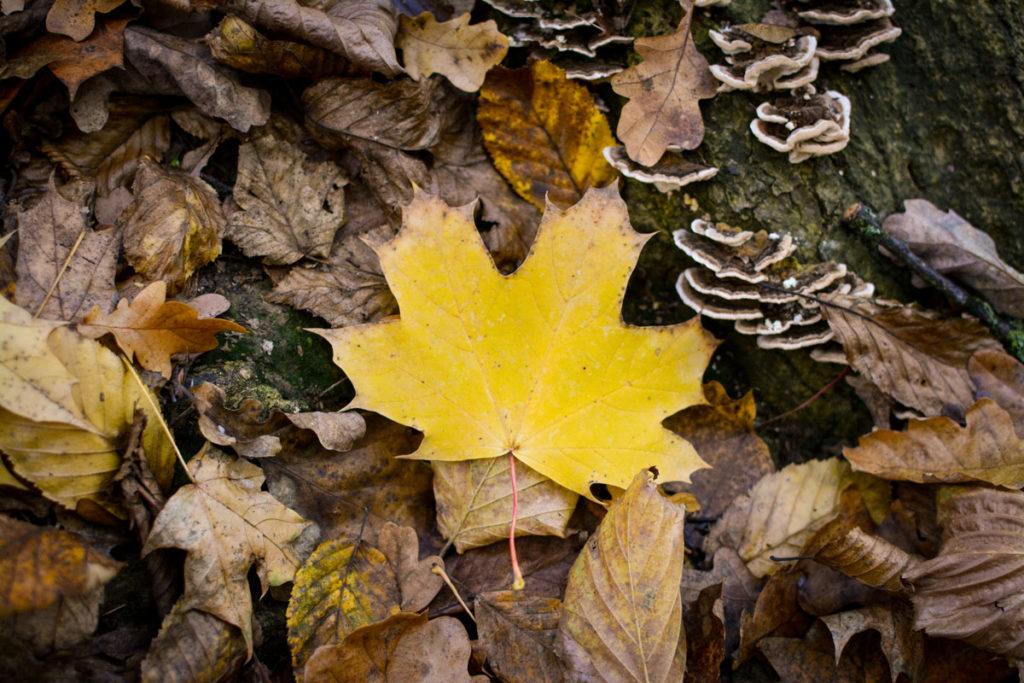 Spitzahorn-Blatt im Herbst © Marcel Gluschak