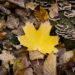 Spitzahorn-Blatt im Herbst © Marcel Gluschak