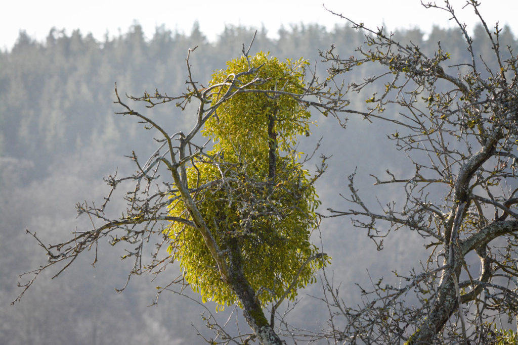 zwei Misteln auf einem Obstbaum © Marcel Gluschak