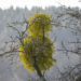 zwei Misteln auf einem Obstbaum © Marcel Gluschak