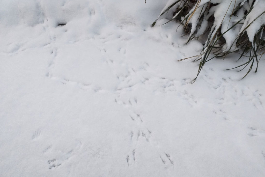 Amselspuren im Schnee © NaturREIN / Carolin-Schupp