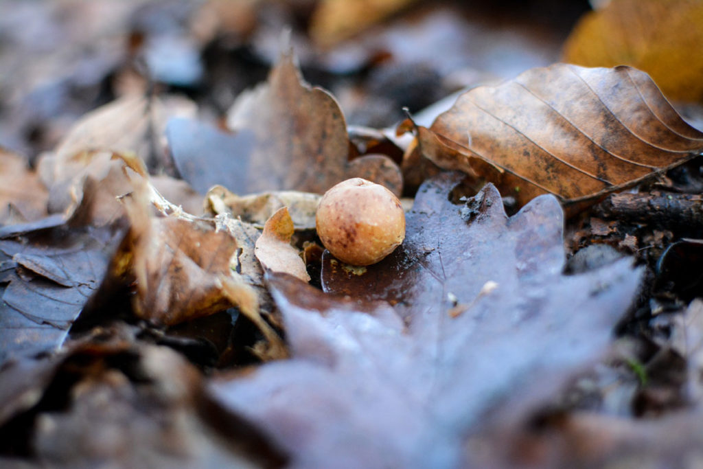 Gallapfel der Eichengallwespe © Marcel Gluschak