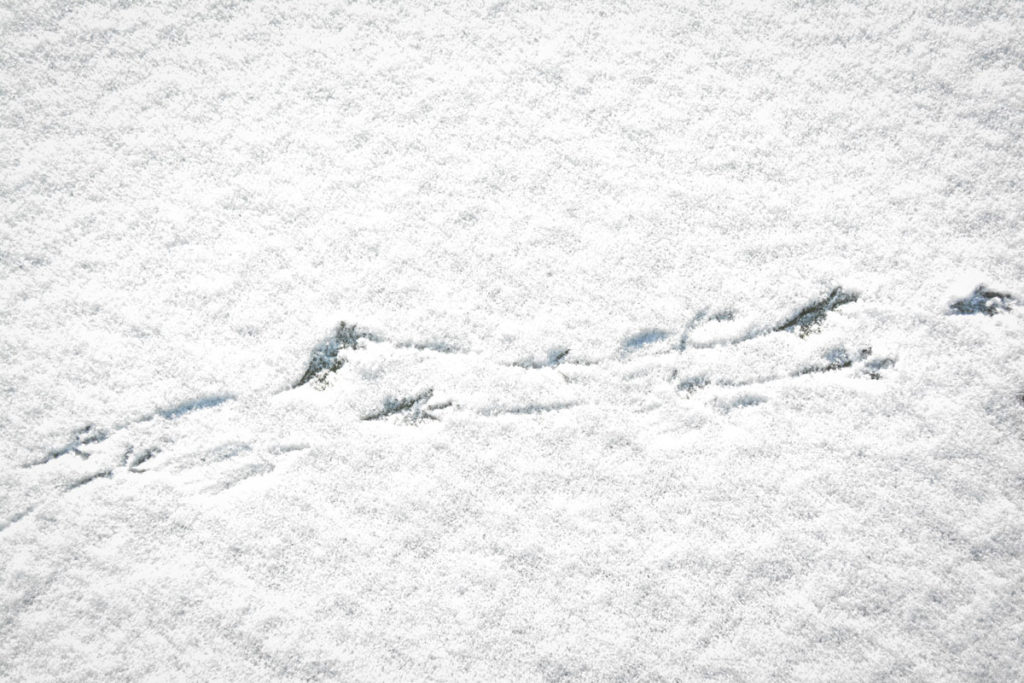 Elsterspur im Schnee © Marcel Gluschak