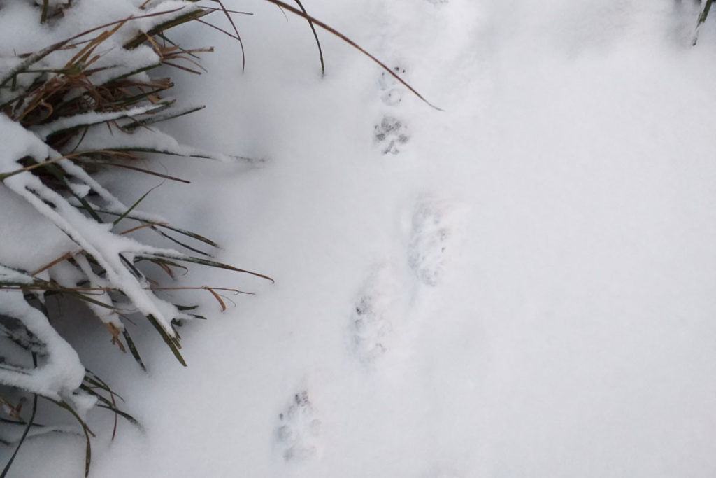 Hundesspur im Schnee © NaturREIN / Carolin-Schupp