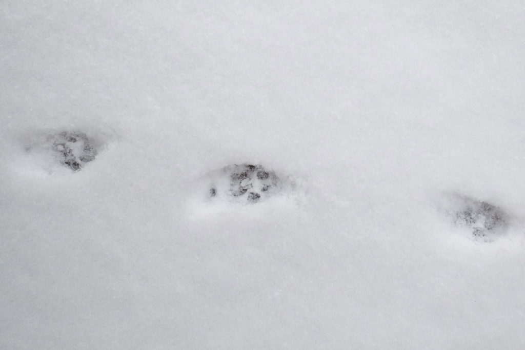 Katzenspur im Schnee © NaturREIN / Carolin-Schupp