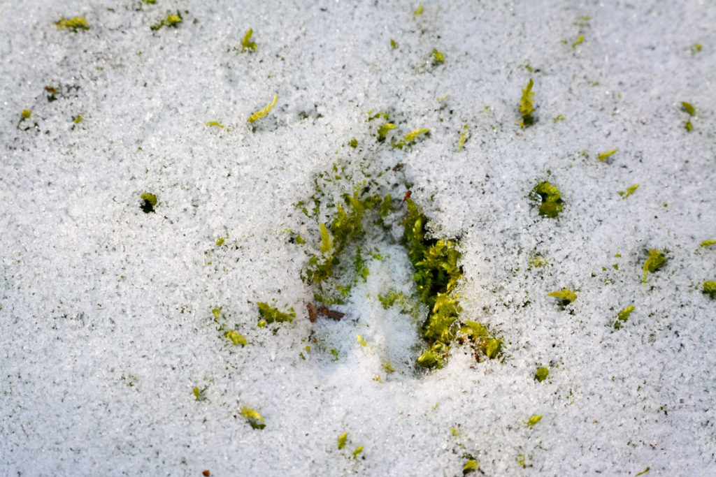 Rehspur im Schnee © Marcel Gluschak