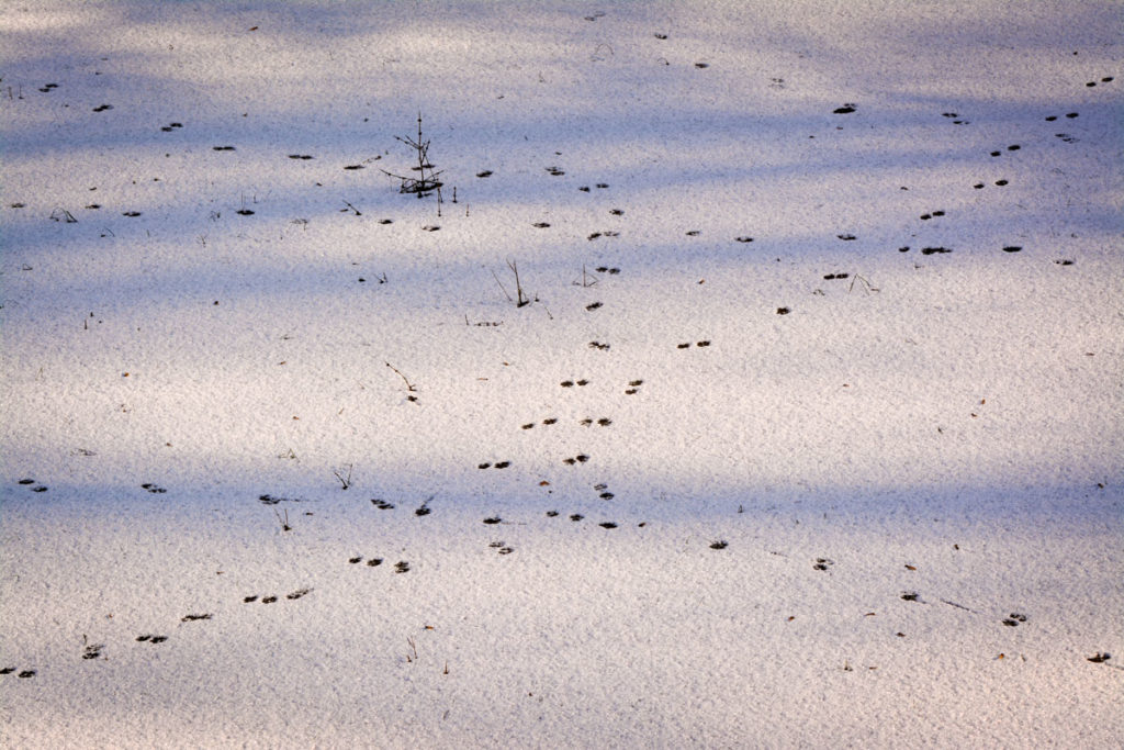 Tierspuren auf gefrorenem See © Marcel Gluschak