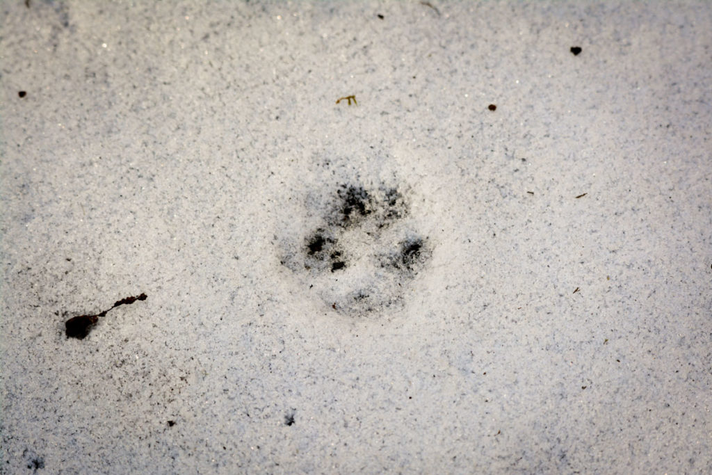 Spur einer Wildkatze im Schnee © Marcel Gluschak