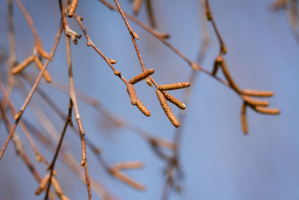 Frühe Blütenknospen der Hängebirke © Marcel Gluschak