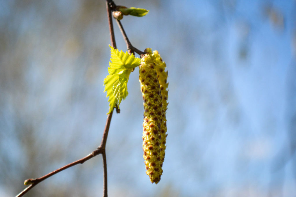 Männliche Birken-Blüten © Marcel Gluschak