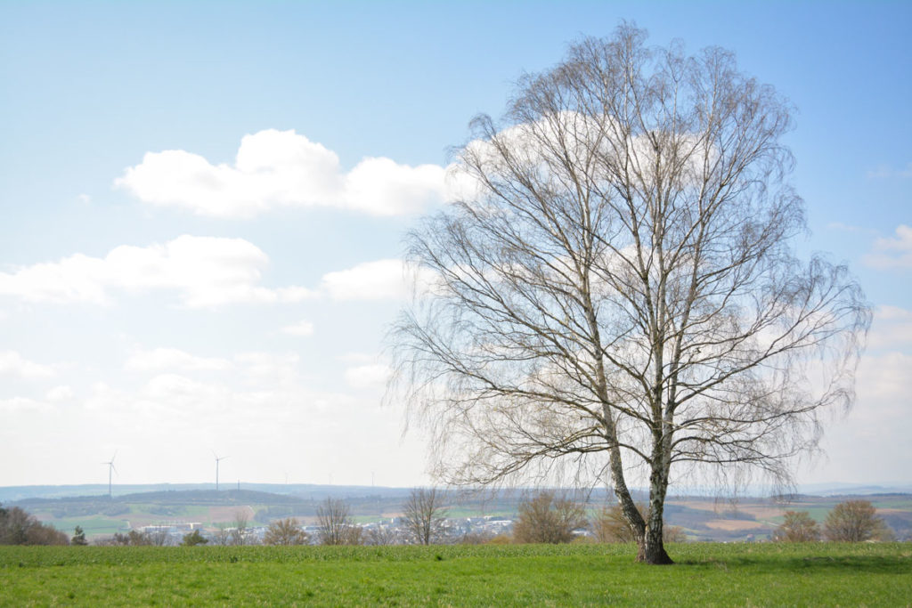 Birke in offener Landschaft © Marcel Gluschak