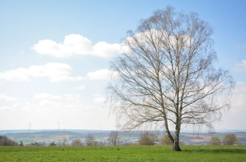 Birke in offener Landschaft © Marcel Gluschak