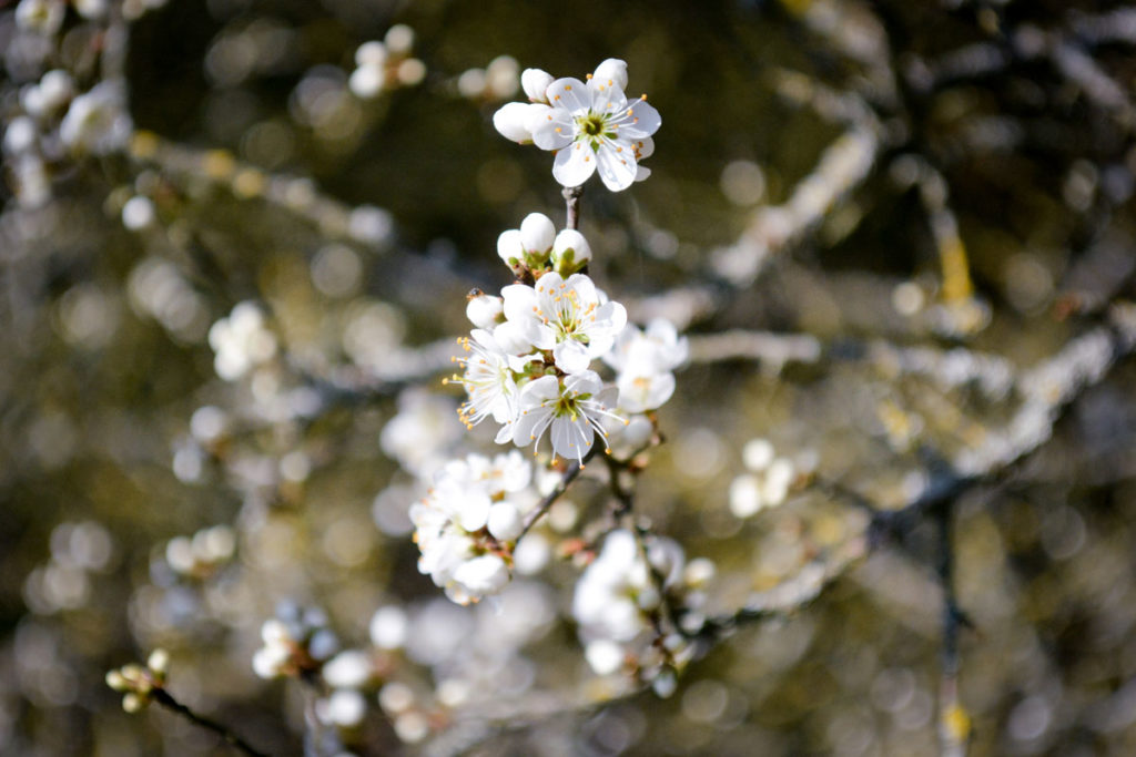 Blühender Schwarzdorn © Marcel Gluschak