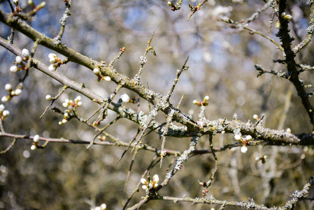 Der Schwarzdorn hat lange Dornen © Marcel Gluschak