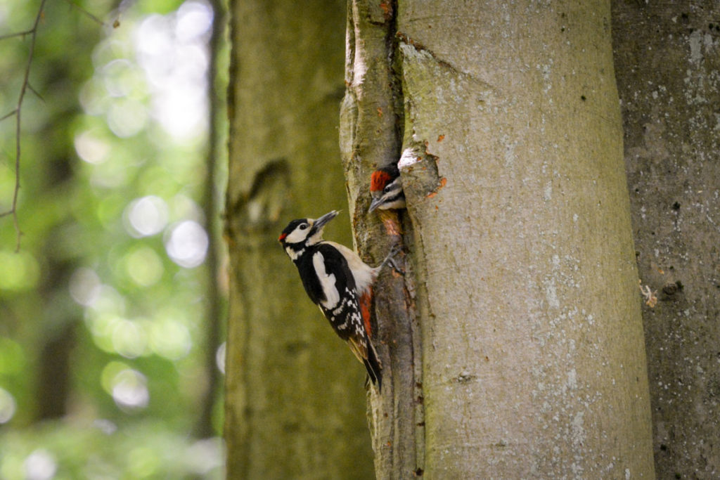 Buntspecht mit Nachwuchs © Marcel Gluschak