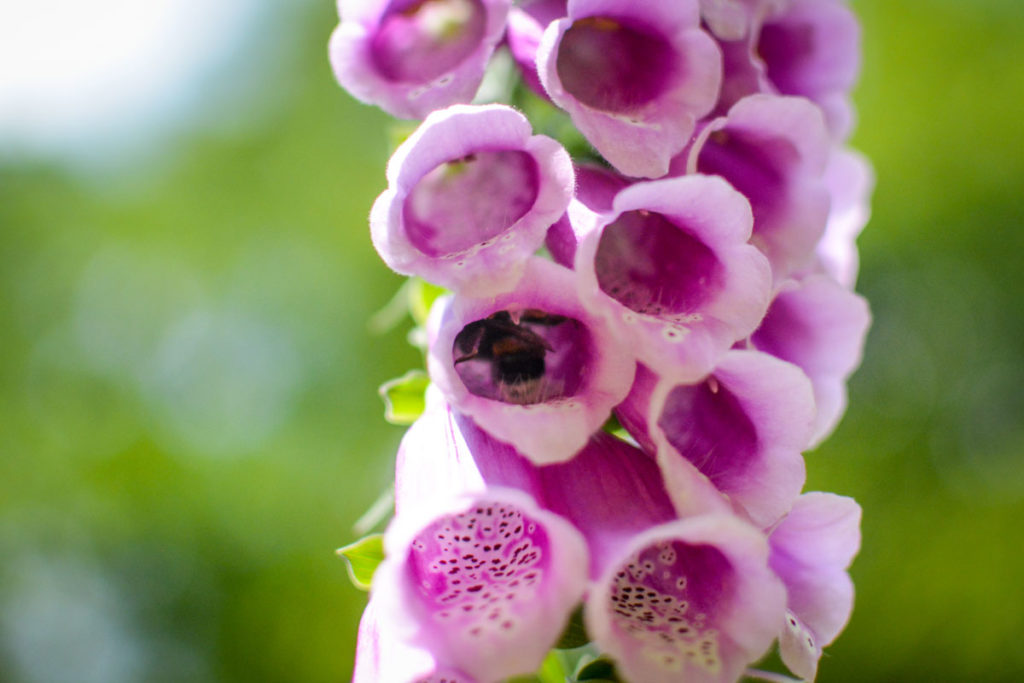 Hummel in Fingerhutblüte © Marcel Gluschak