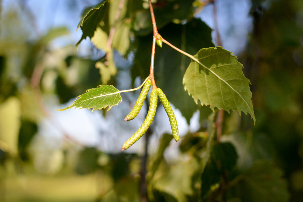 Blütenknospen der Hängebirke © Marcel Gluschak