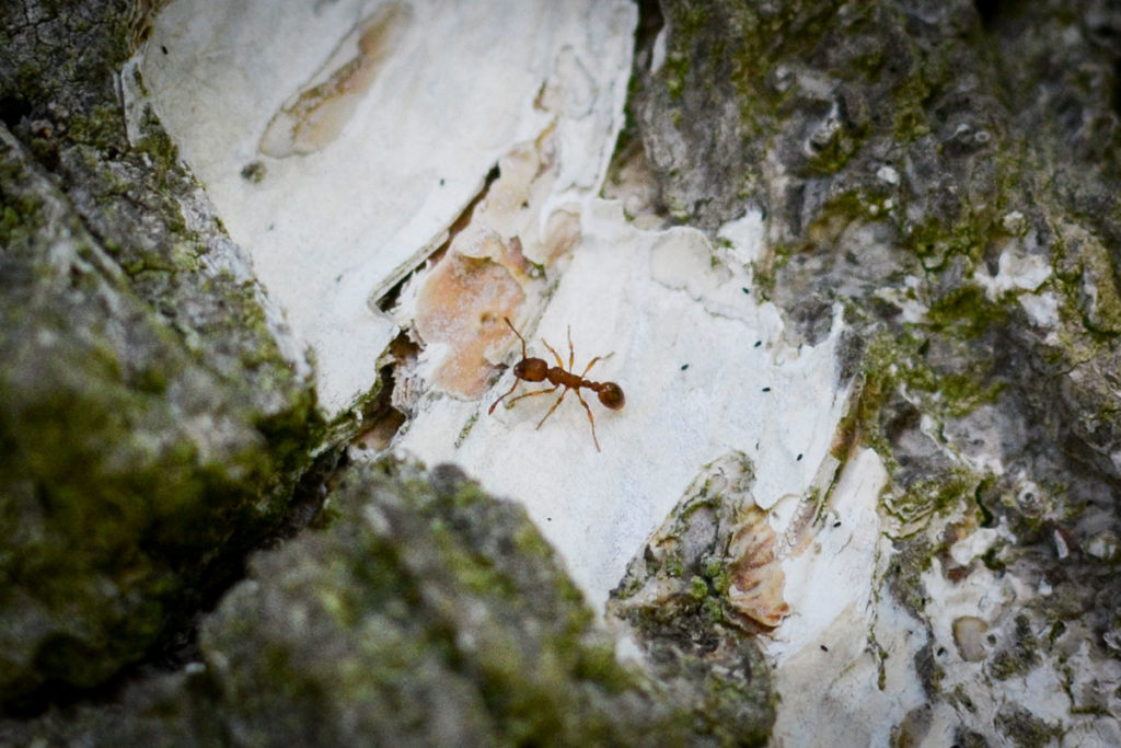 Ameise auf Birkenrinde © Marcel Gluschak