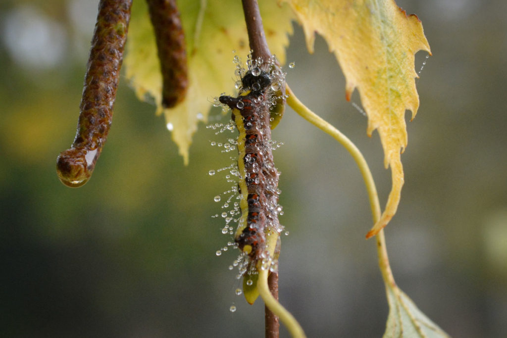 Raupe der Pfeileule mit Wassertropfen auf den Härchen © Marcel Gluschak