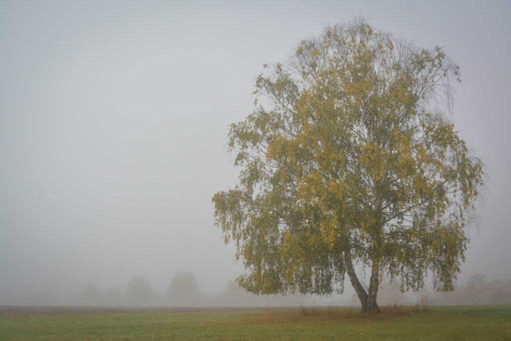 Herbstliche Birke im Nebel © Marcel Gluschak