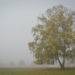 Herbstliche Birke im Nebel © Marcel Gluschak