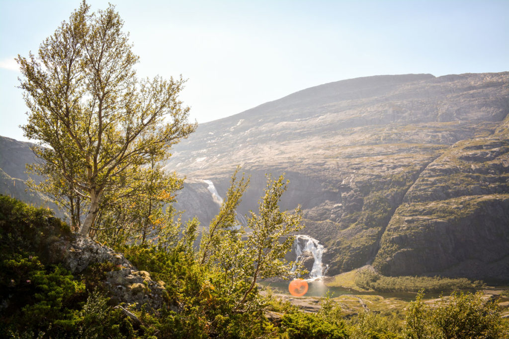 Fjell-Birke in Norwegen © Marcel Gluschak