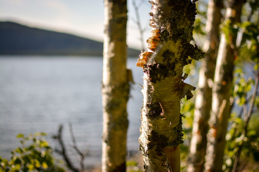 Abblätternde Birkenrinde an einem See in Norwegen © Marcel Gluschak