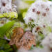 Waldrebe im Herbst © Marcel Gluschak