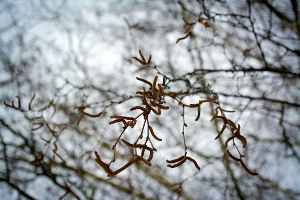 Blütenknospen der Birke im Winter © Marcel Gluschak